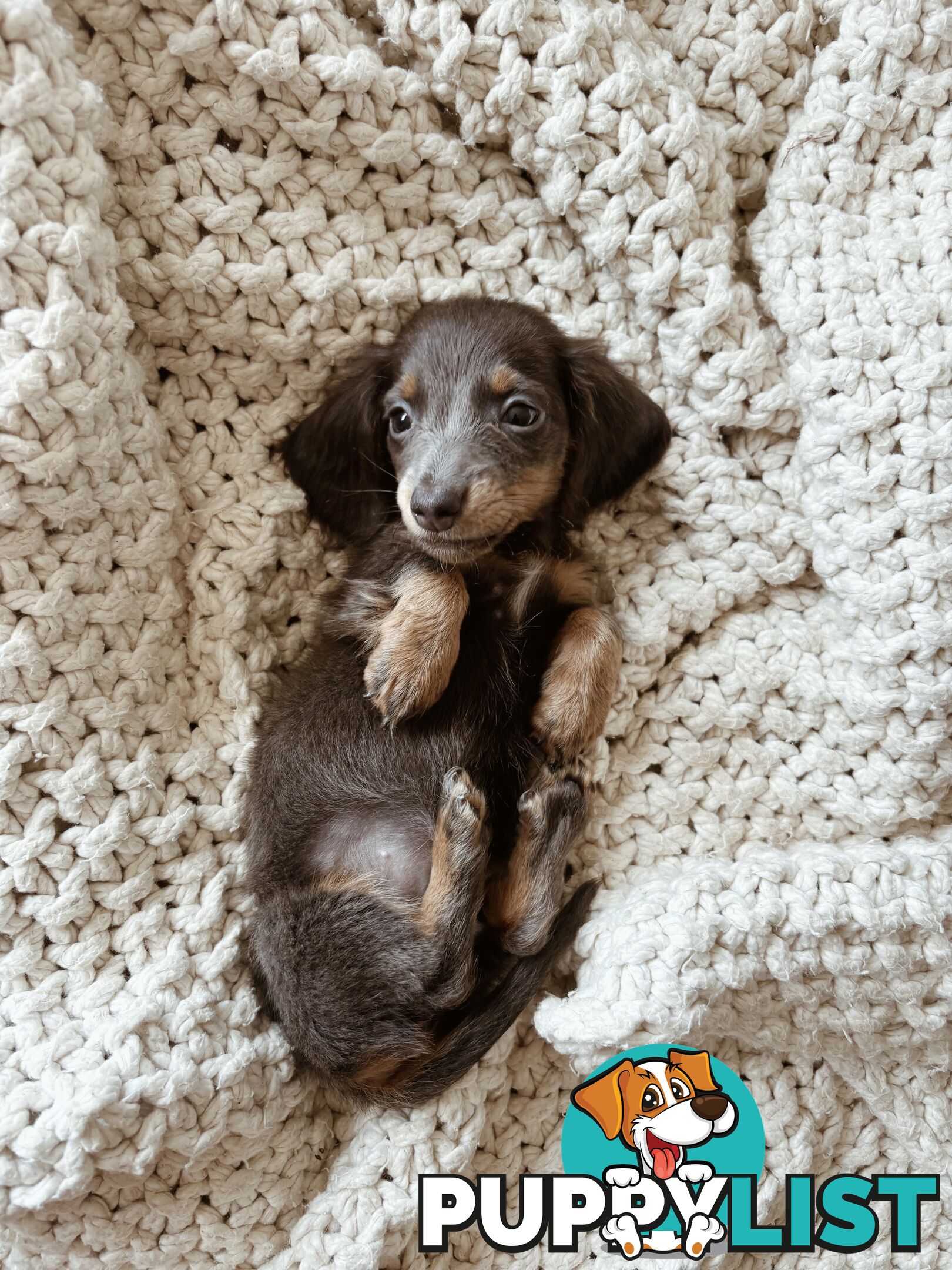 Miniature Dachshunds, cream carriers