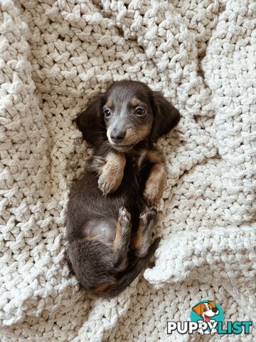 Miniature Dachshunds, cream carriers