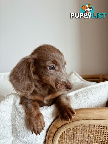 Miniature Dachshunds, cream carriers