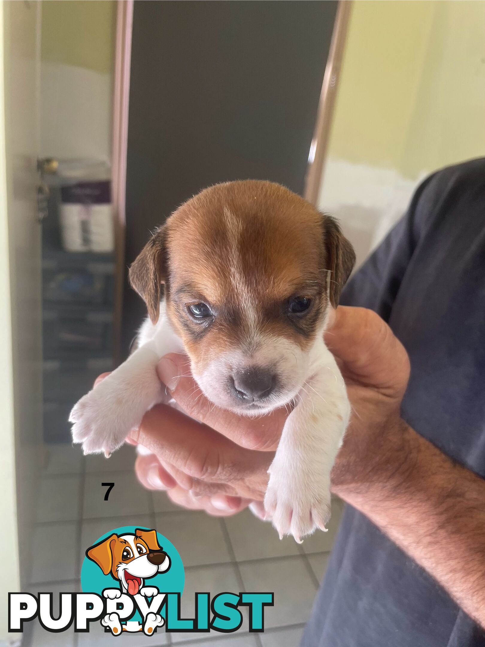 Jack Russell Puppies