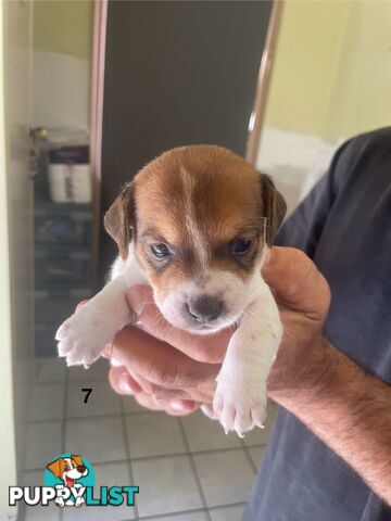 Jack Russell Puppies