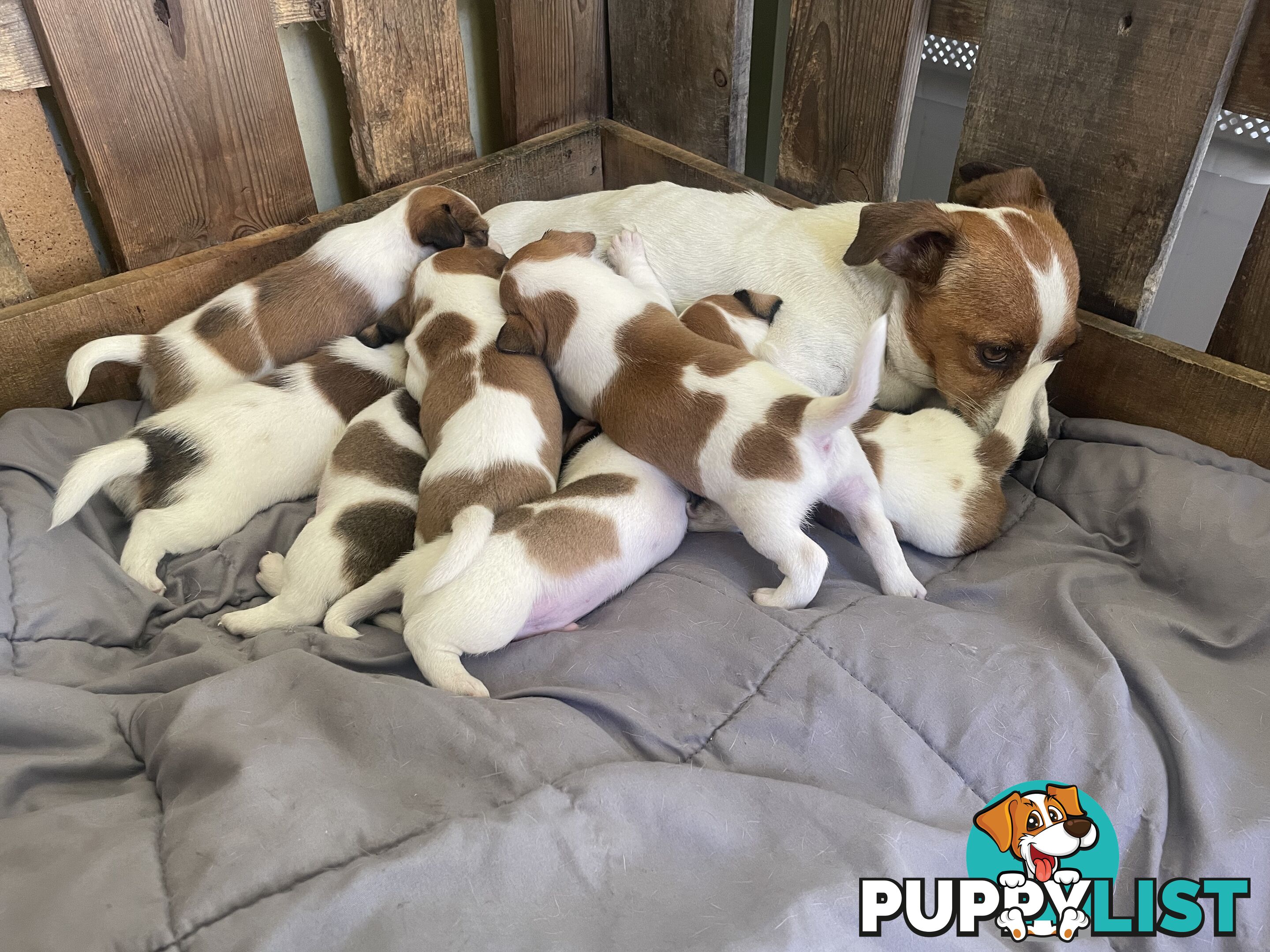 Jack Russell Puppies