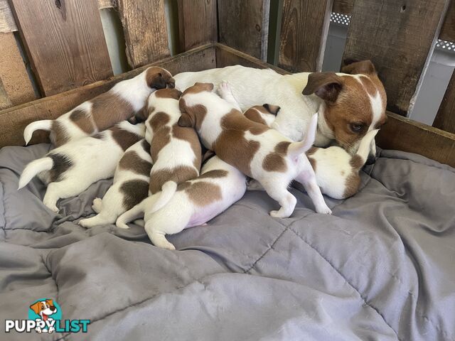 Jack Russell Puppies