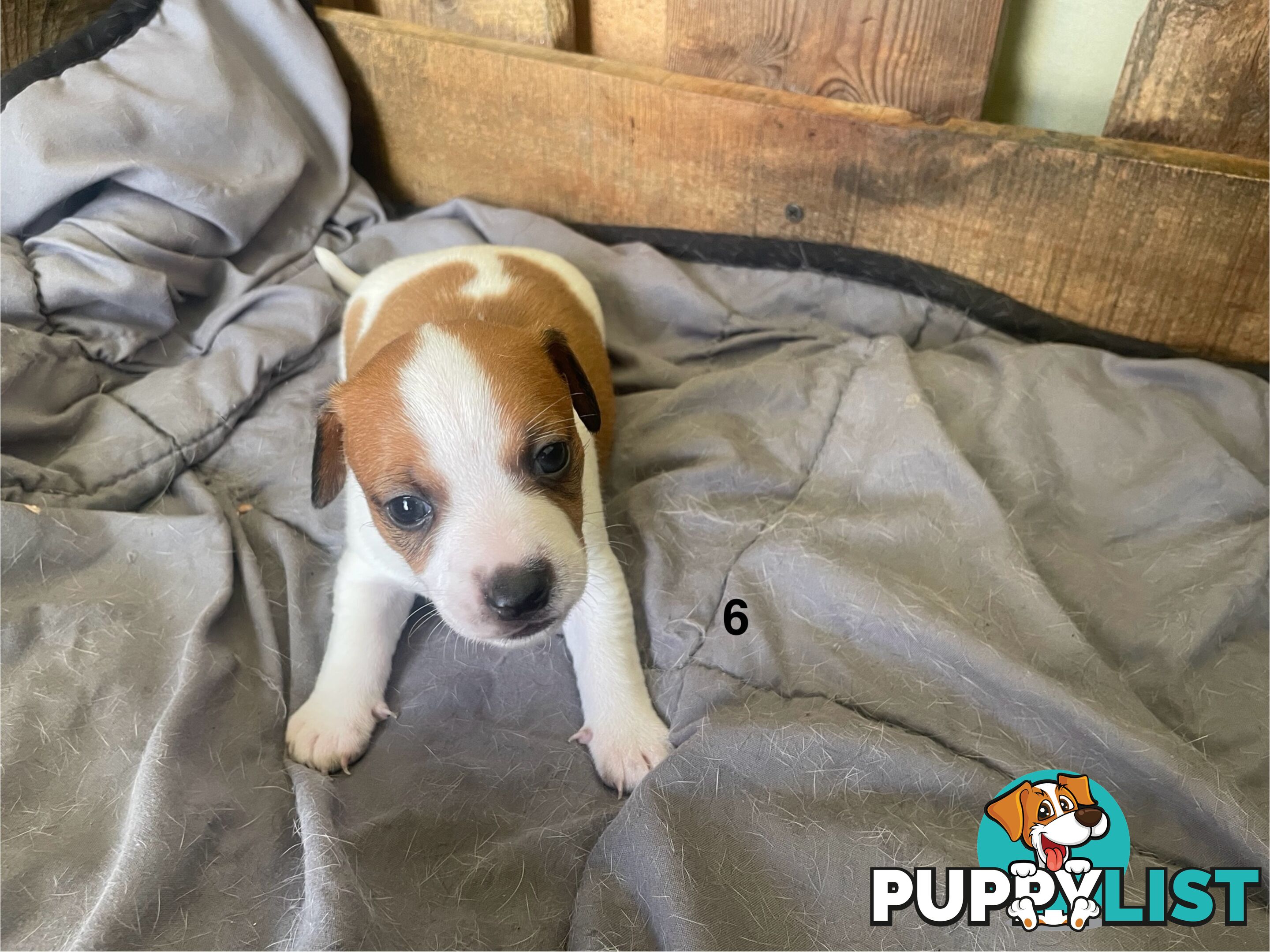 Jack Russell Puppies