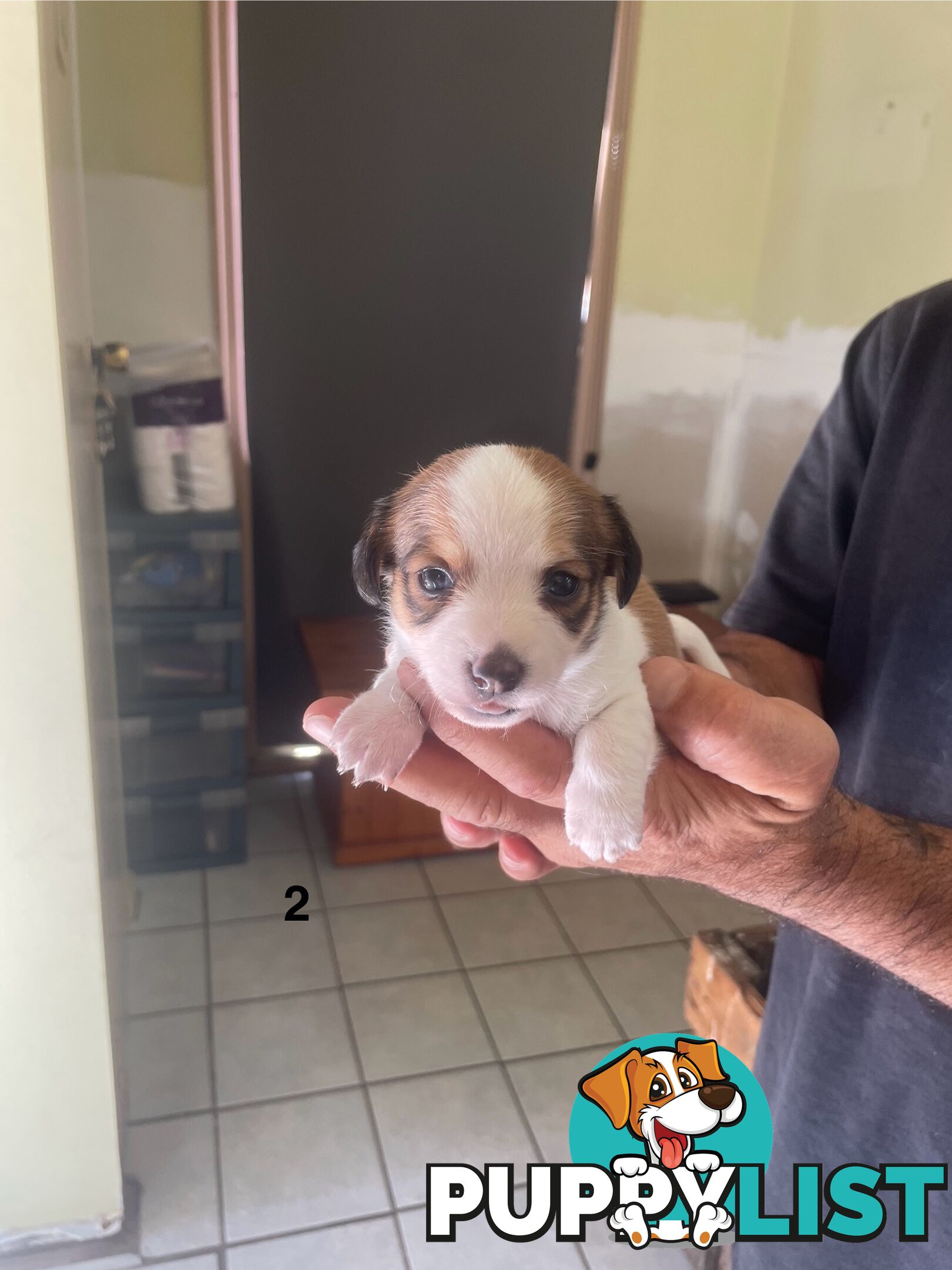 Jack Russell Puppies