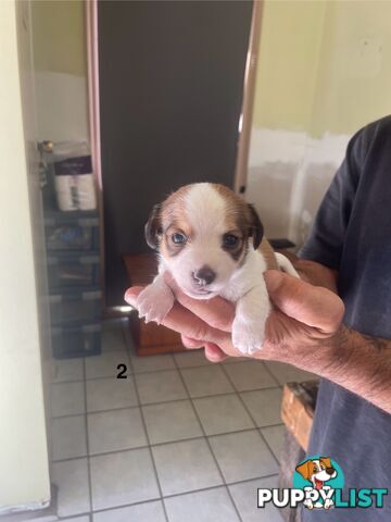 Jack Russell Puppies