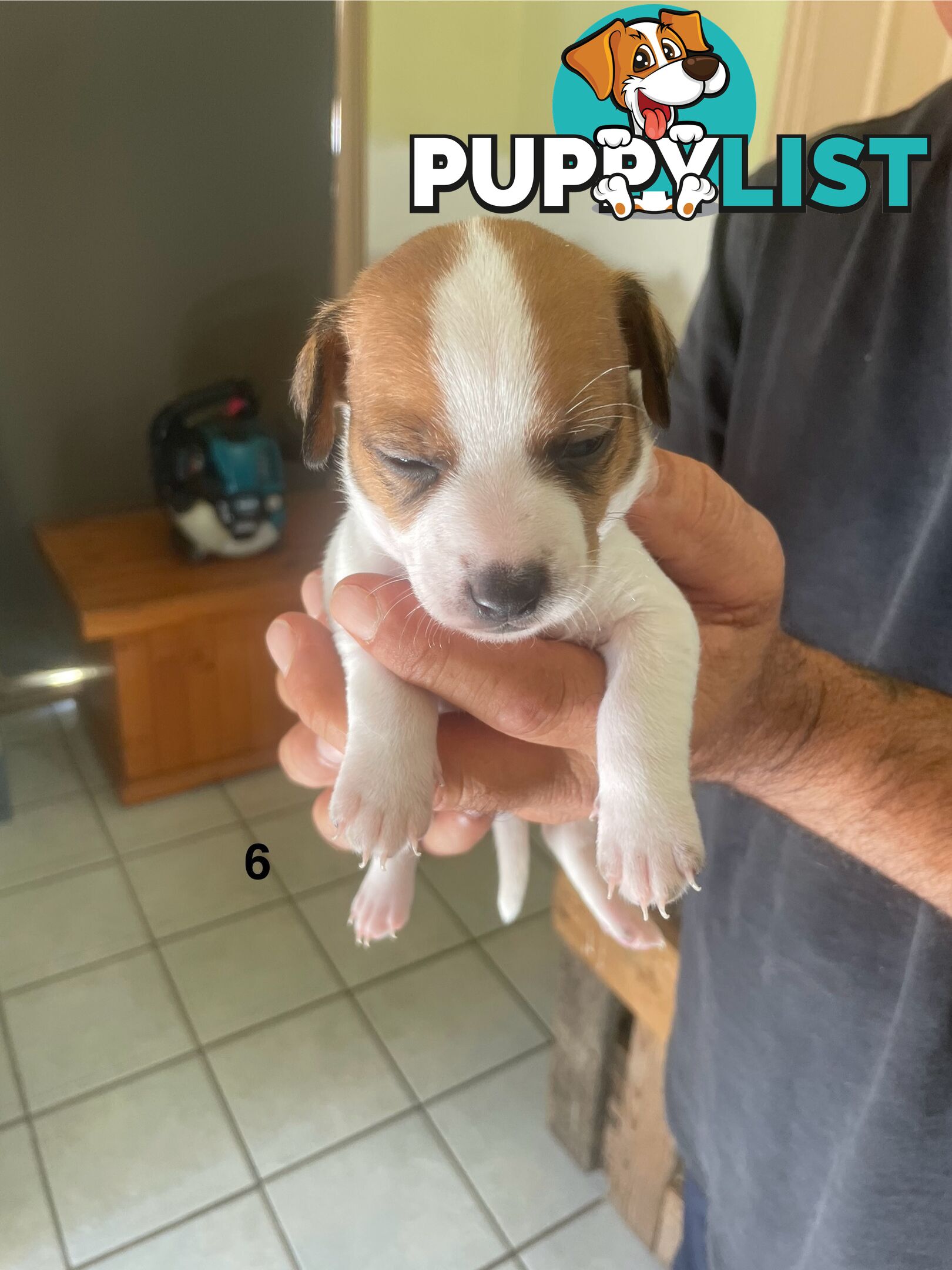 Jack Russell Puppies