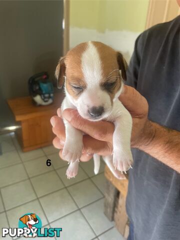 Jack Russell Puppies