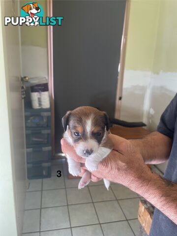 Jack Russell Puppies