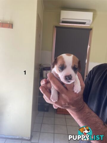 Jack Russell Puppies