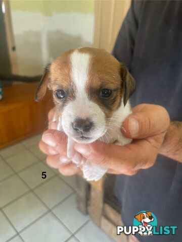 Jack Russell Puppies