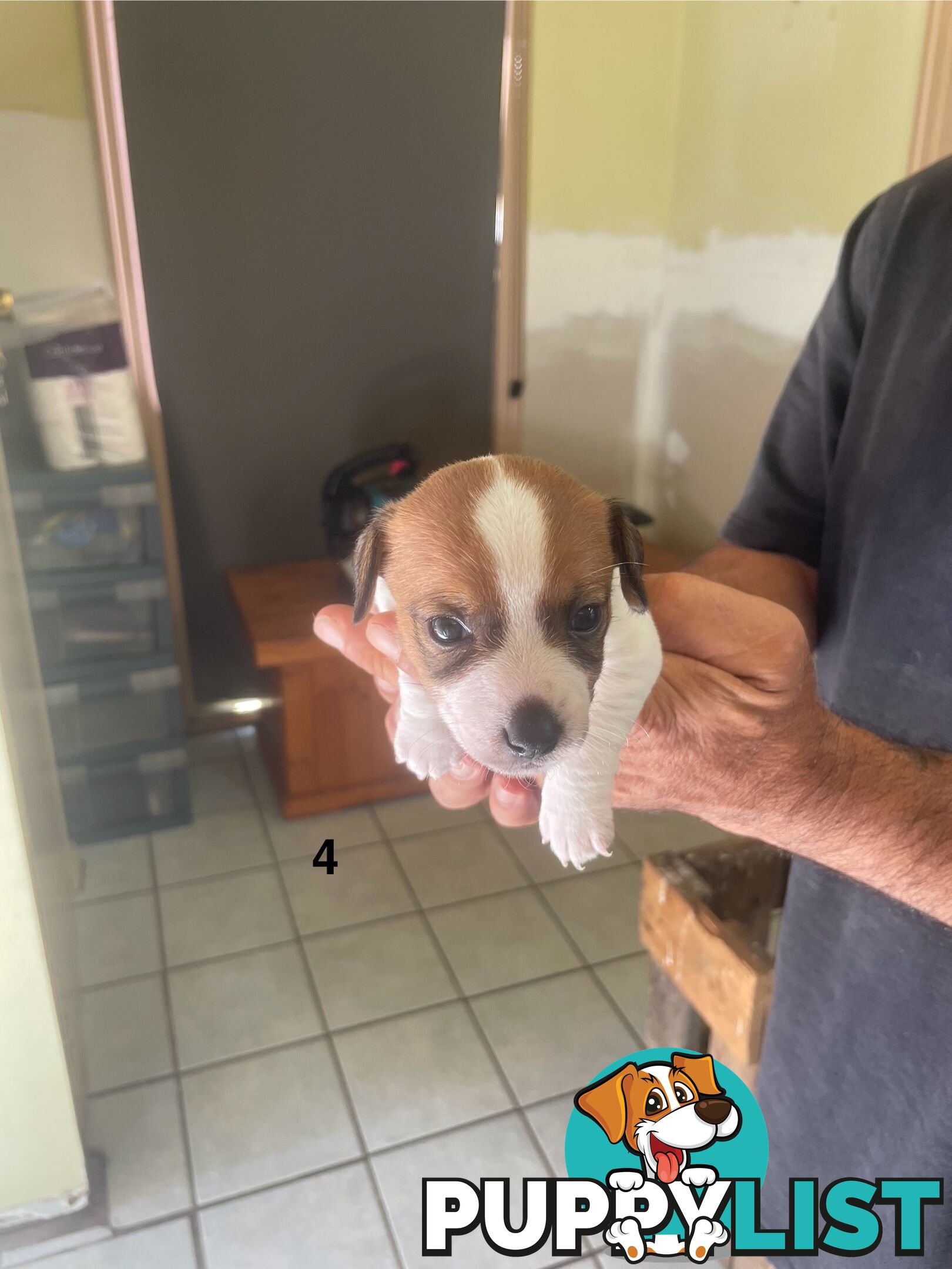 Jack Russell Puppies