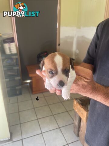 Jack Russell Puppies