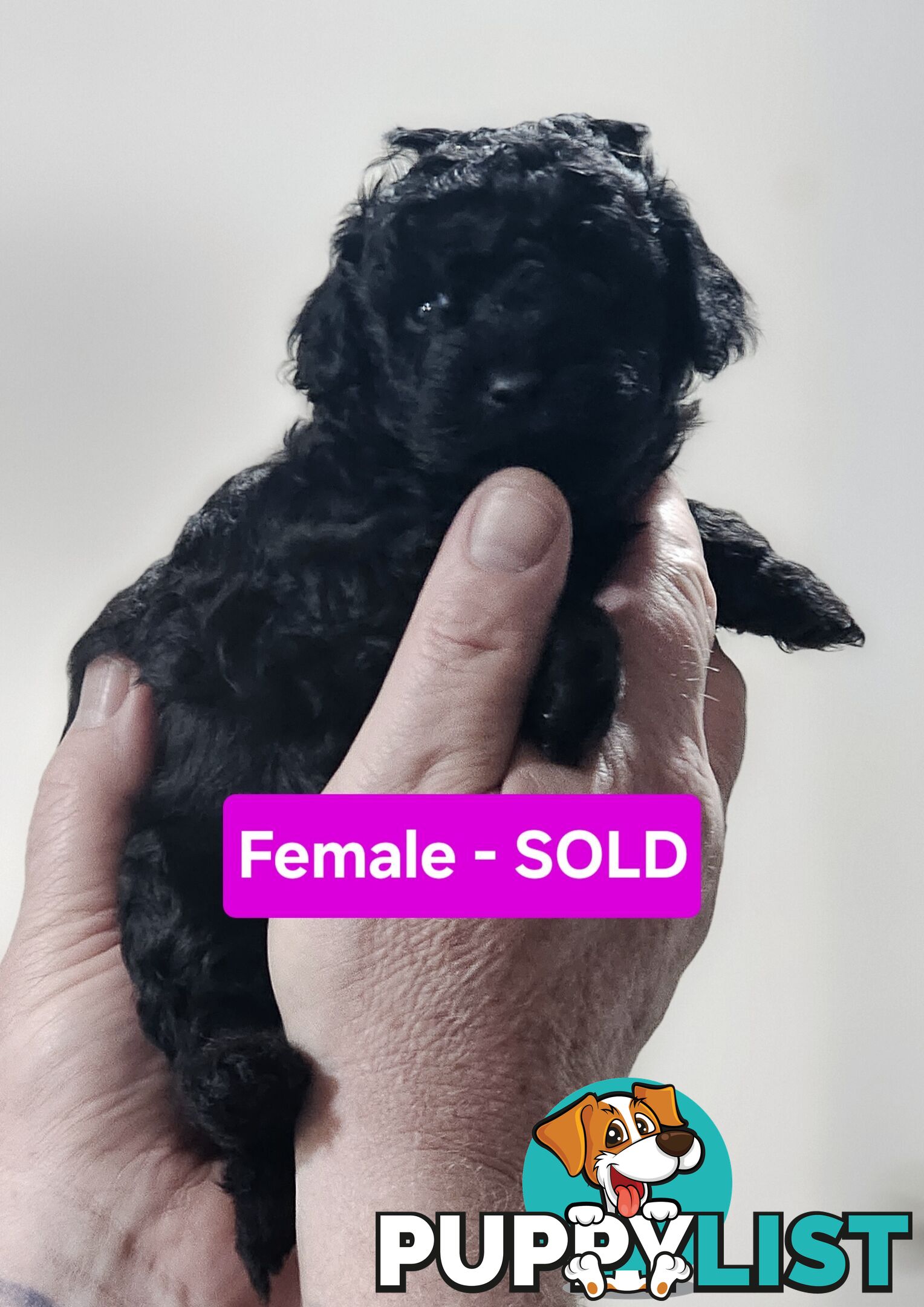 Pure Toy Poodle Puppies