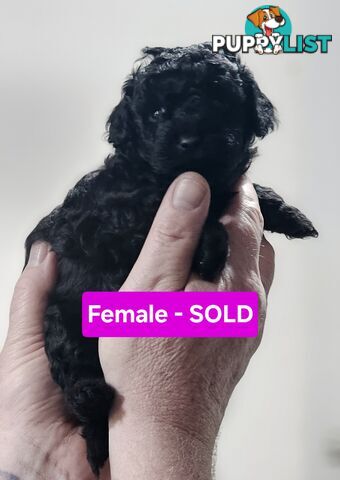Pure Toy Poodle Puppies
