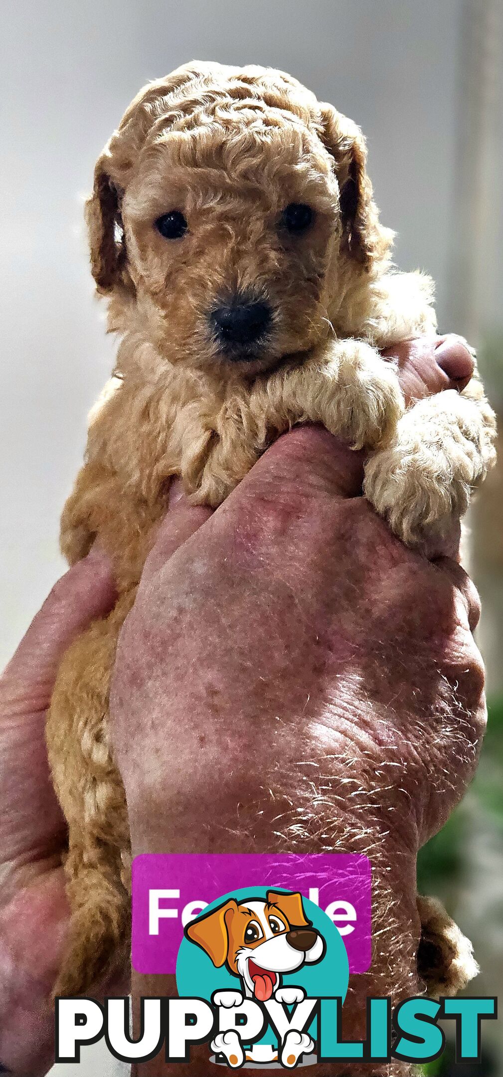 Pure Toy Poodle Puppies