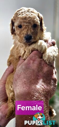Pure Toy Poodle Puppies