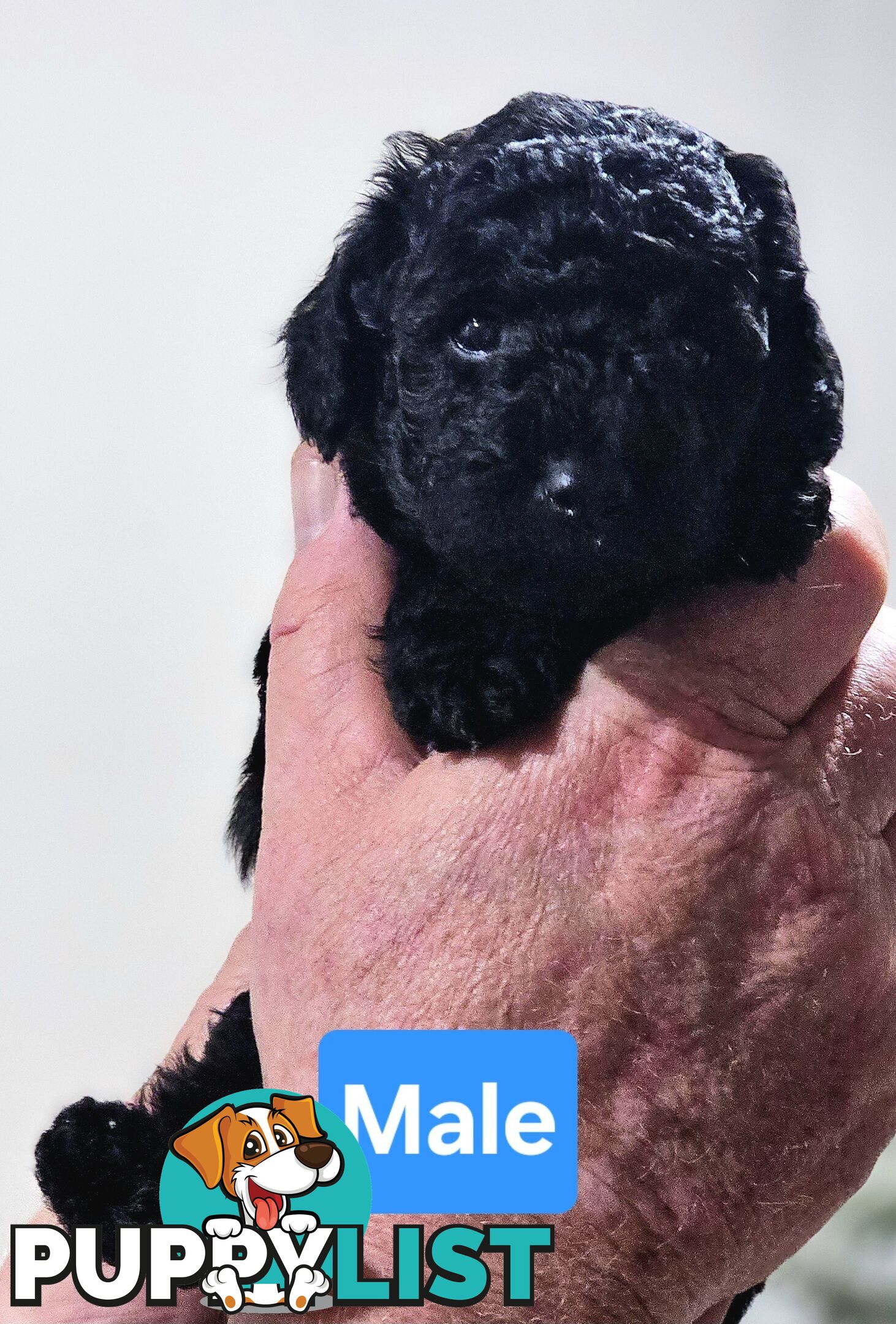 Pure Toy Poodle Puppies