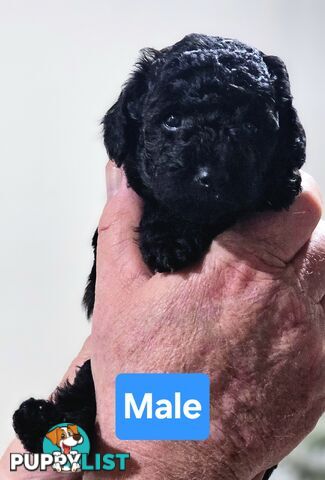 Pure Toy Poodle Puppies