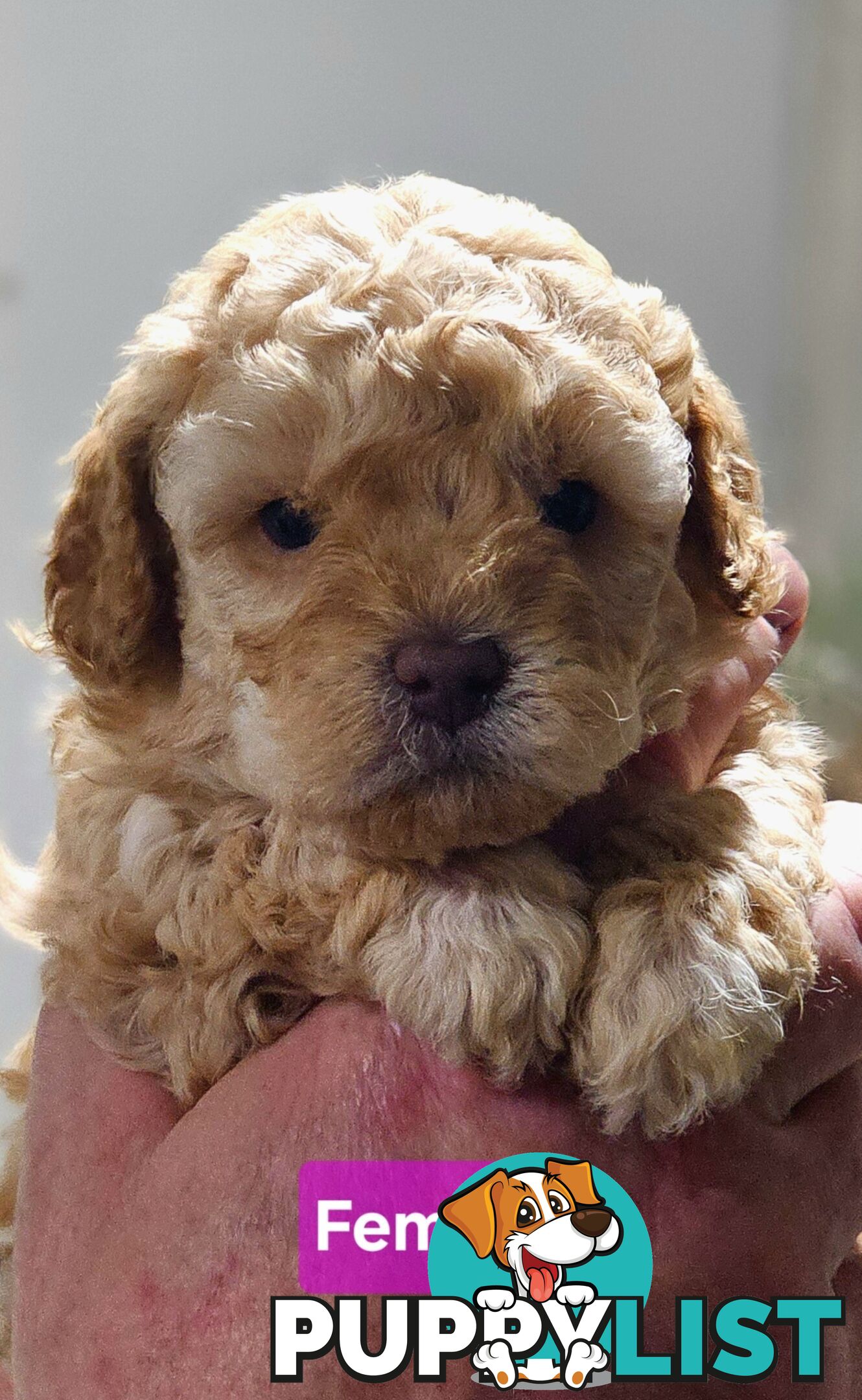 Pure Toy Poodle Puppies