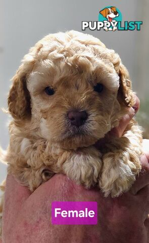 Pure Toy Poodle Puppies