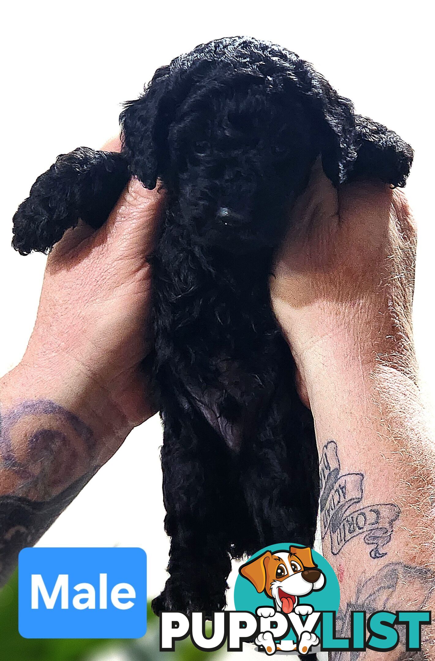 Pure Toy Poodle Puppies