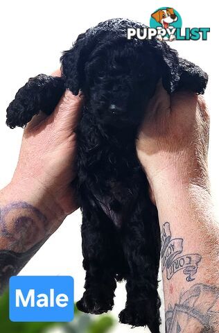 Pure Toy Poodle Puppies