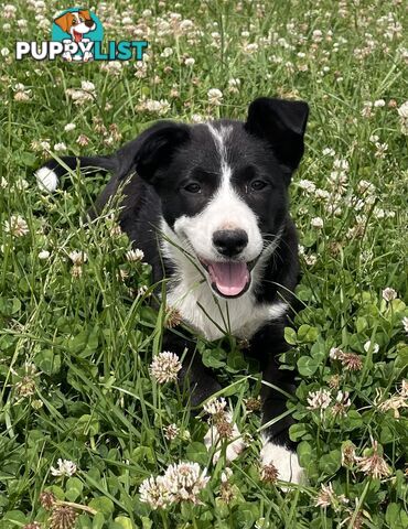 Border collie puppies