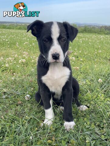 Border collie puppies