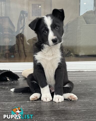 Border collie puppies