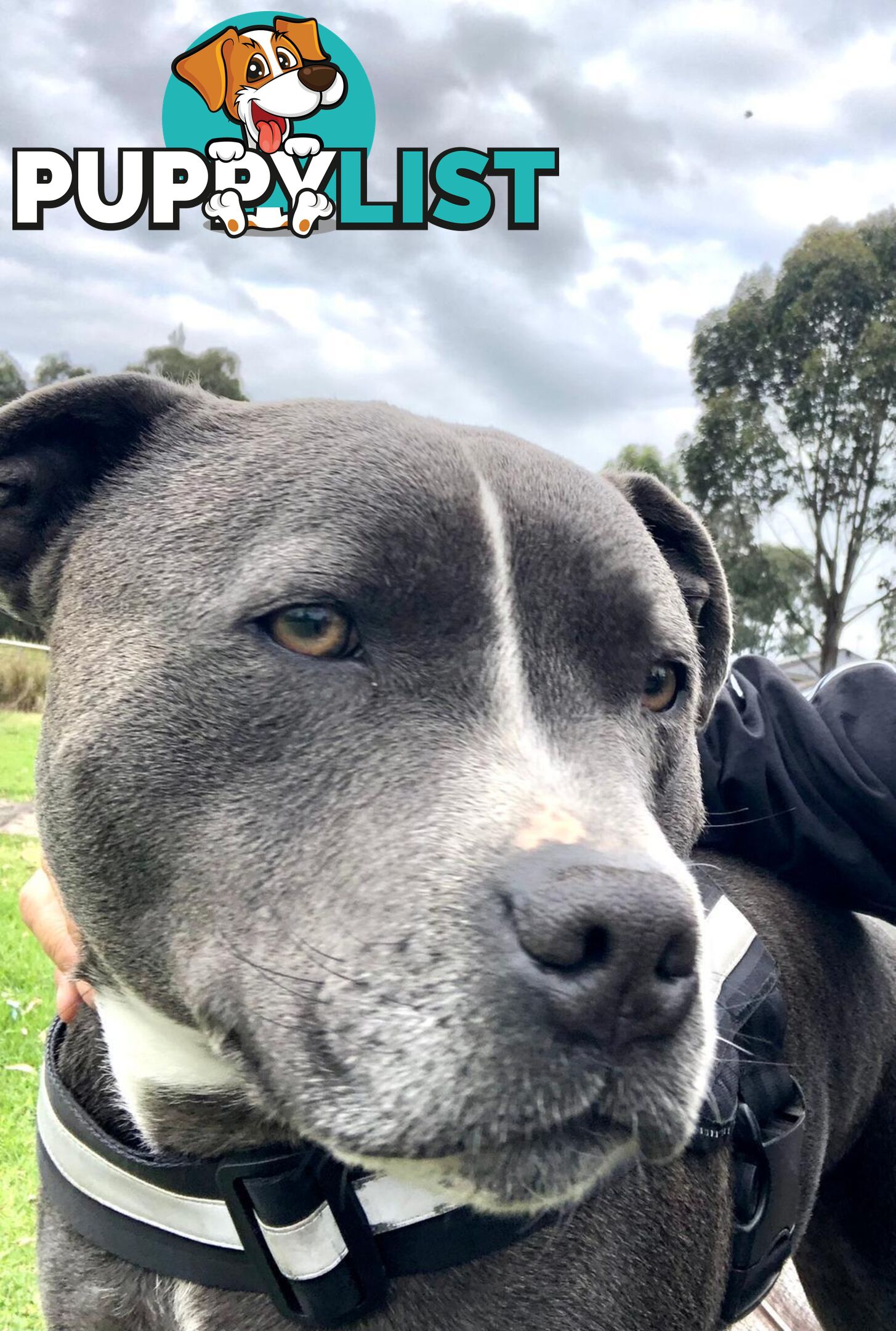 Purebred Blue English Staffy