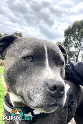 Purebred Blue English Staffy