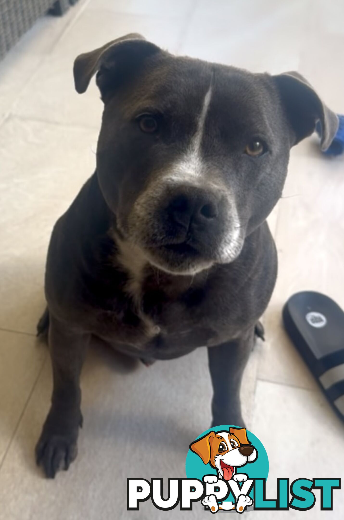 Purebred Blue English Staffy