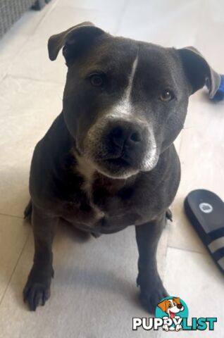 Purebred Blue English Staffy
