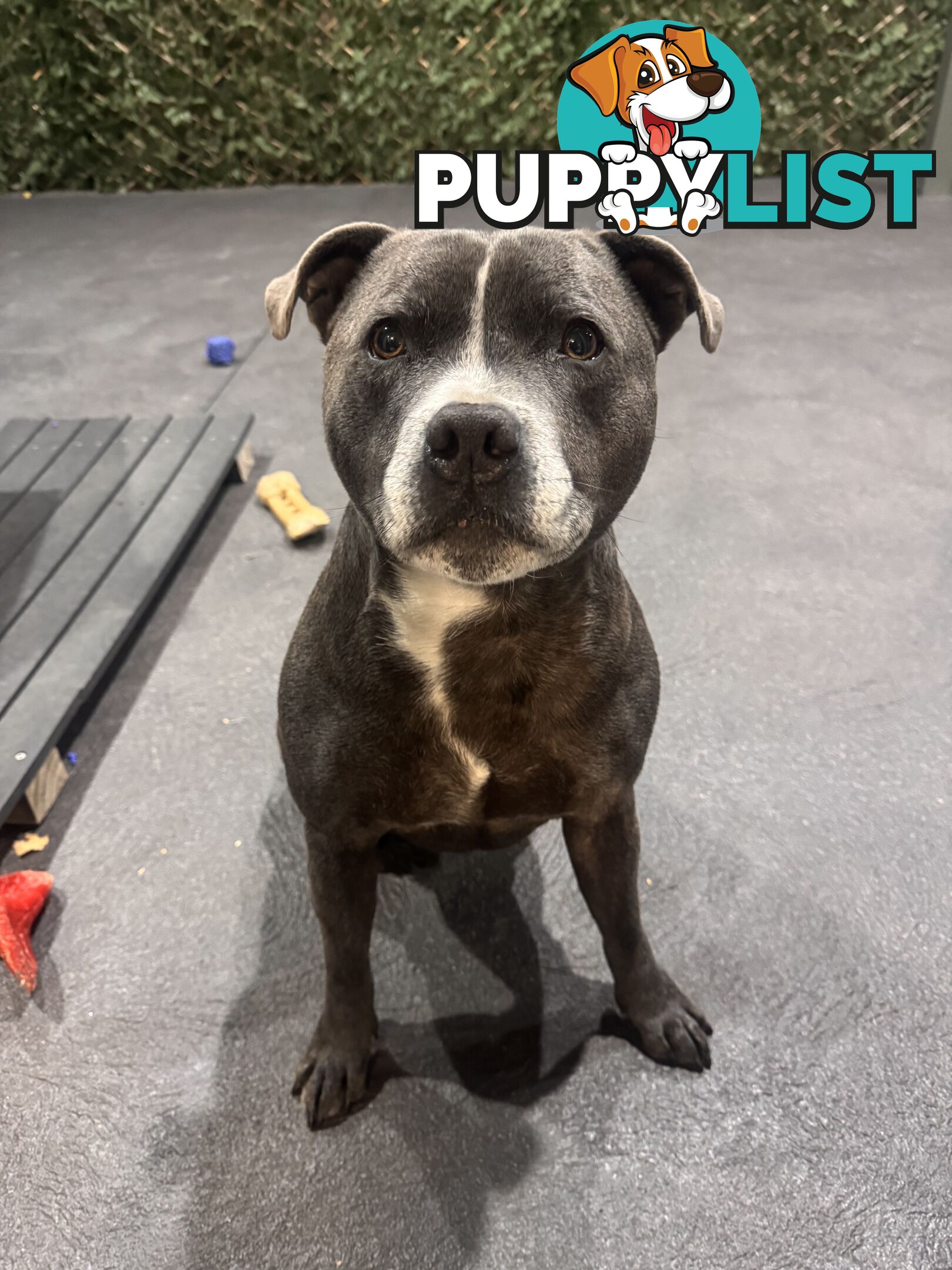 Purebred Blue English Staffy