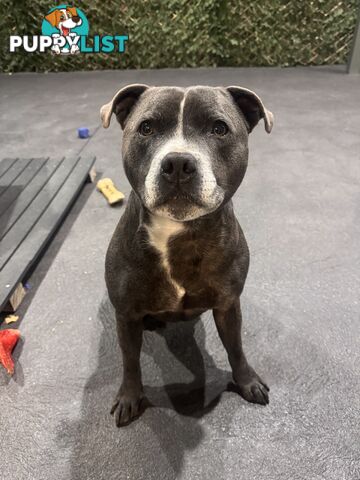 Purebred Blue English Staffy