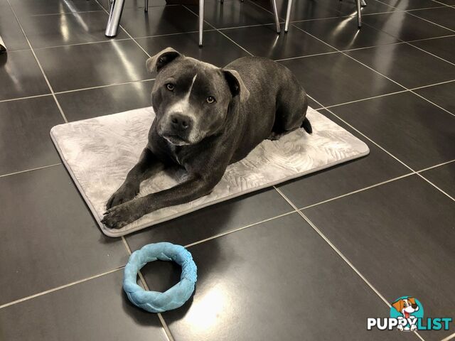 Purebred Blue English Staffy