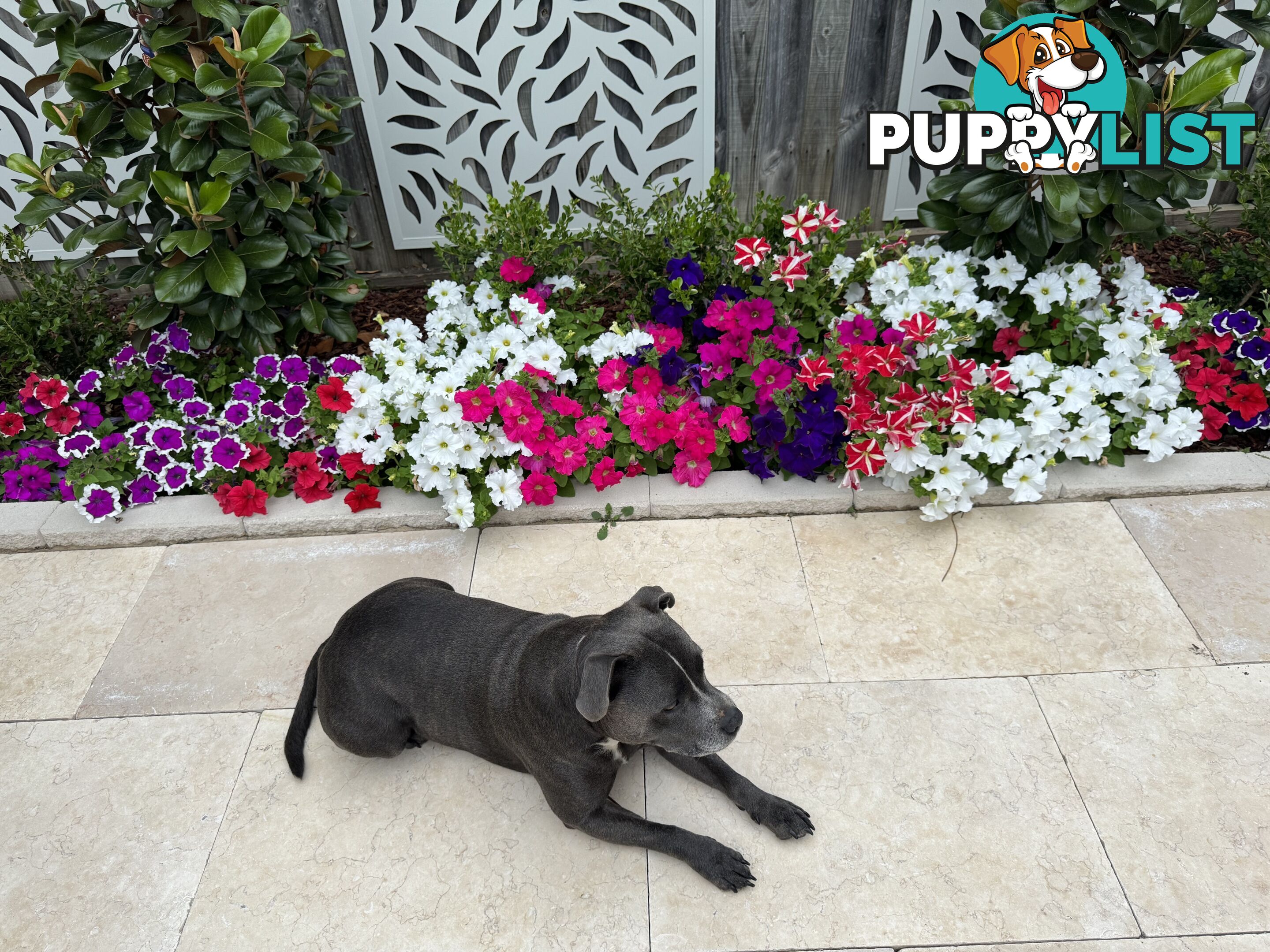 Purebred Blue English Staffy