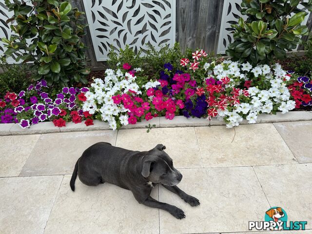 Purebred Blue English Staffy