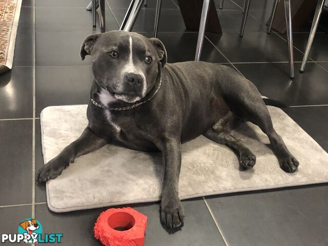Purebred Blue English Staffy