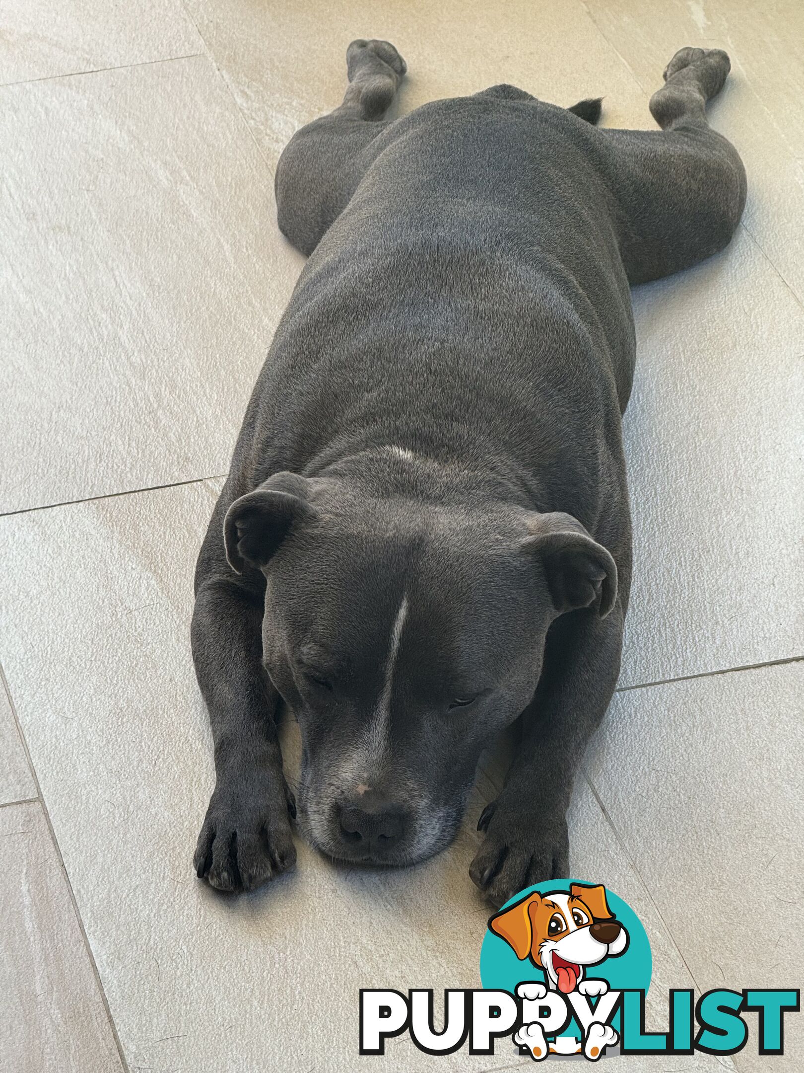 Purebred Blue English Staffy