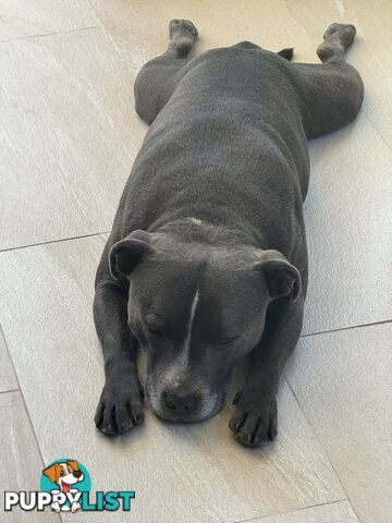 Purebred Blue English Staffy