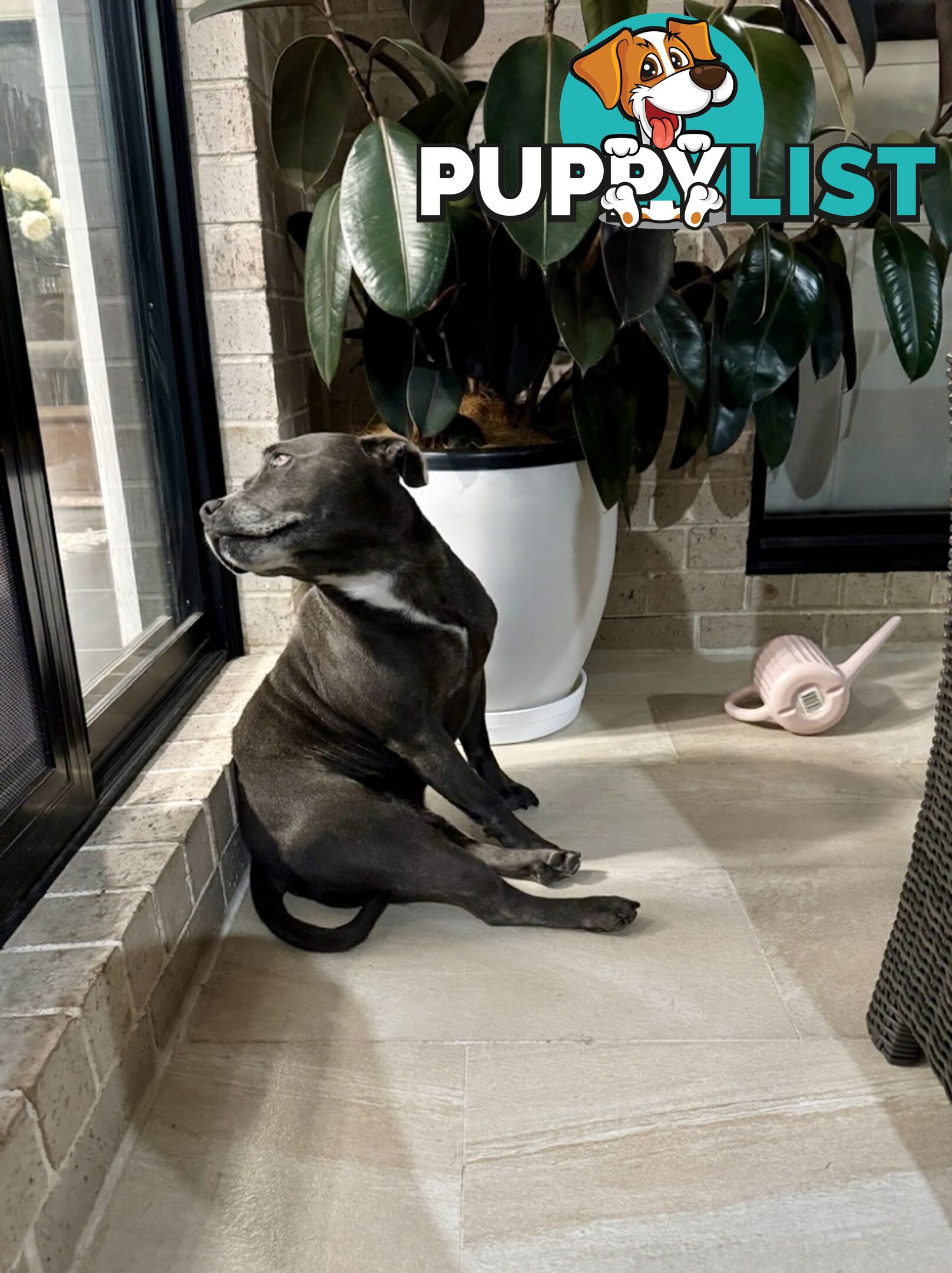 Purebred Blue English Staffy
