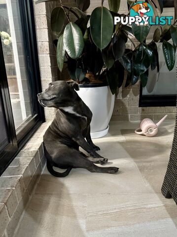 Purebred Blue English Staffy