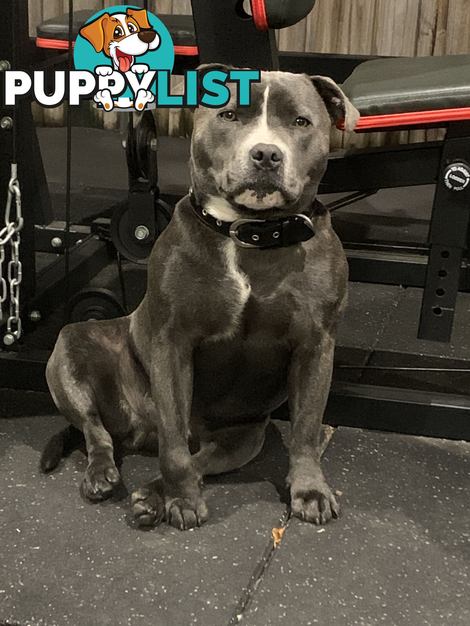 Purebred Blue English Staffy