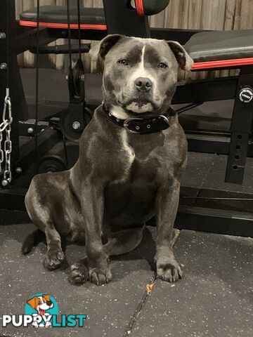 Purebred Blue English Staffy