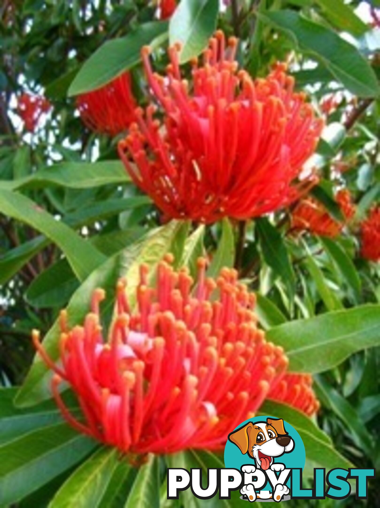 Native Trees, Shrubs and Groundcovers from 3.20