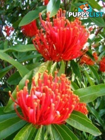 Native Trees, Shrubs and Groundcovers from 3.20