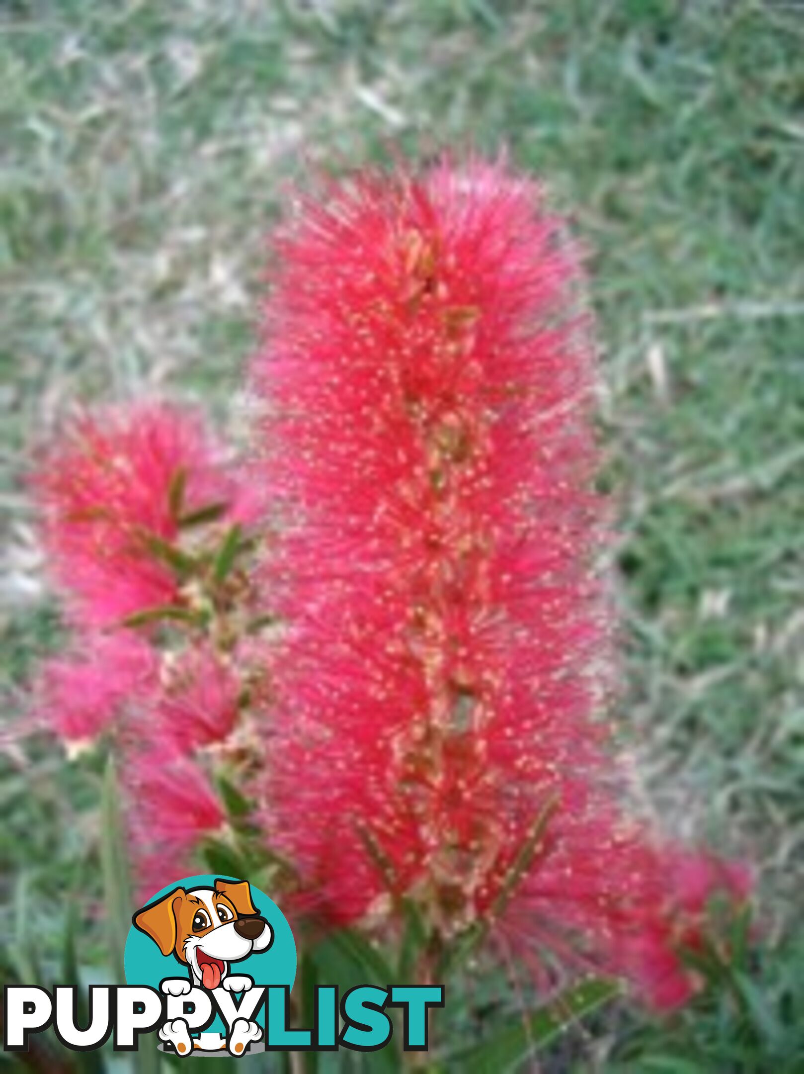 Native Trees, Shrubs and Groundcovers from 3.20