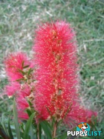 Native Trees, Shrubs and Groundcovers from 3.20